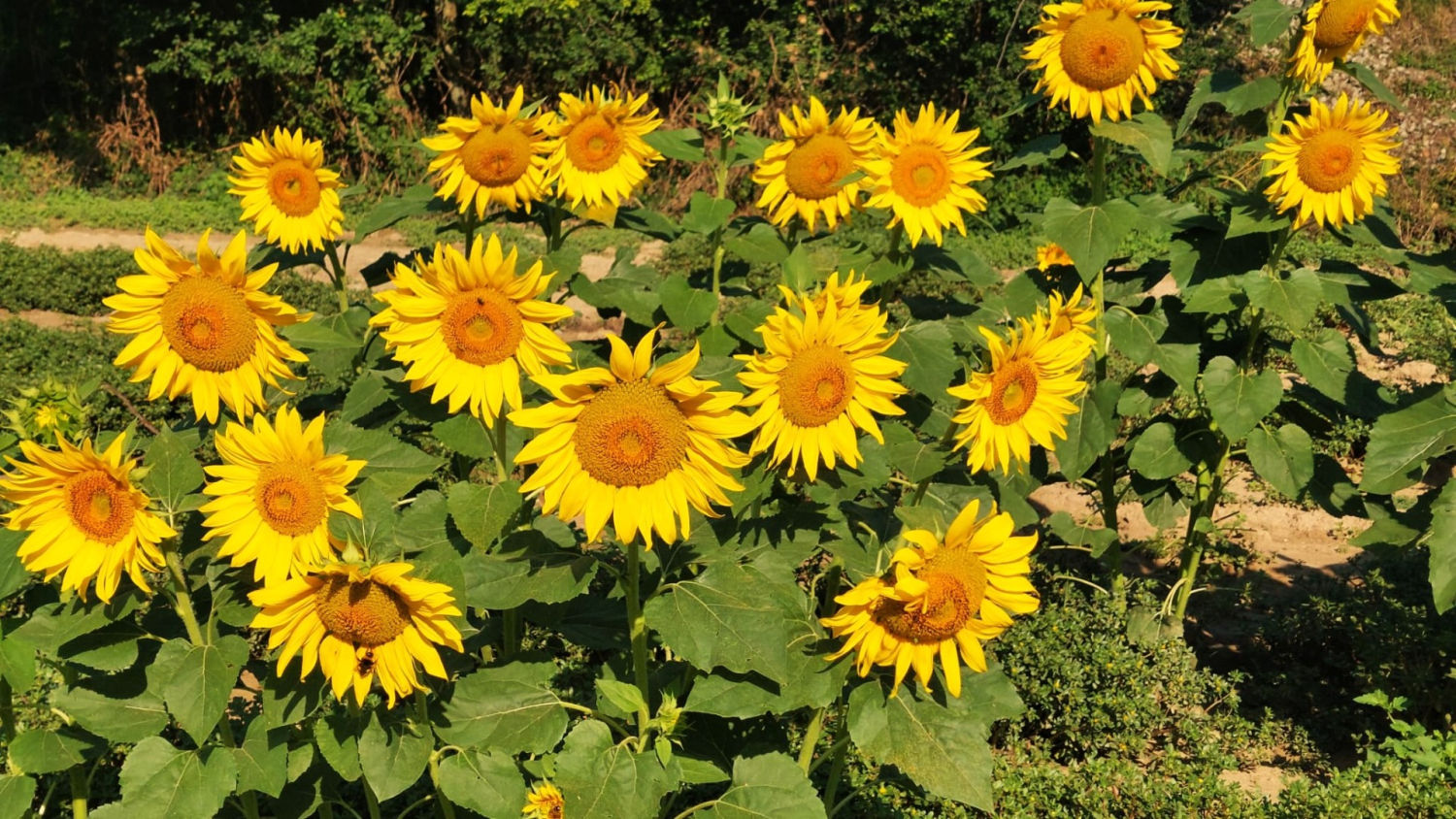 Girasoles junto al camino, en Manlleu.