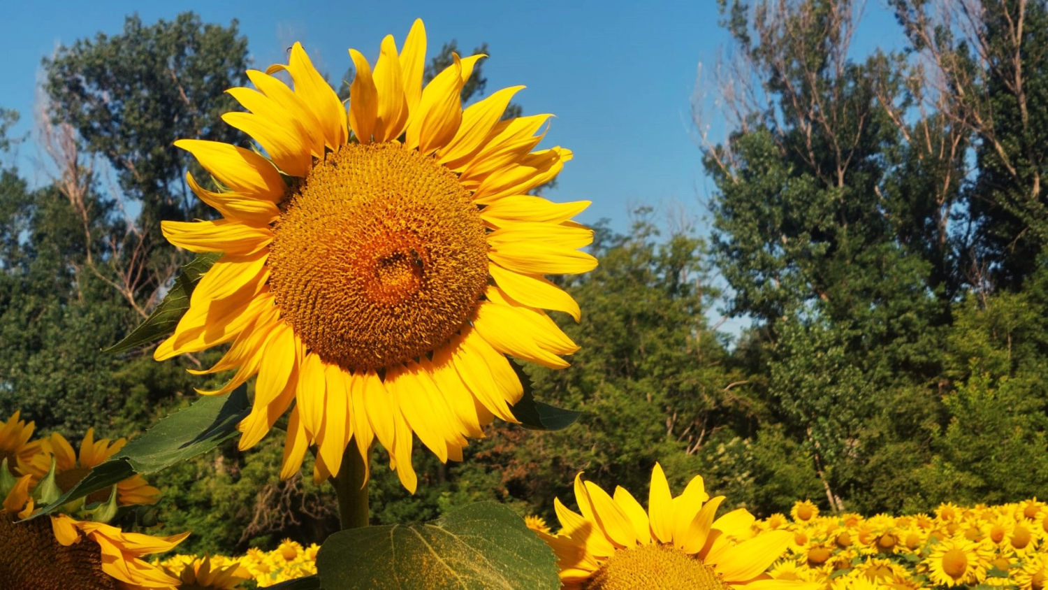 Detalle de un girasol.