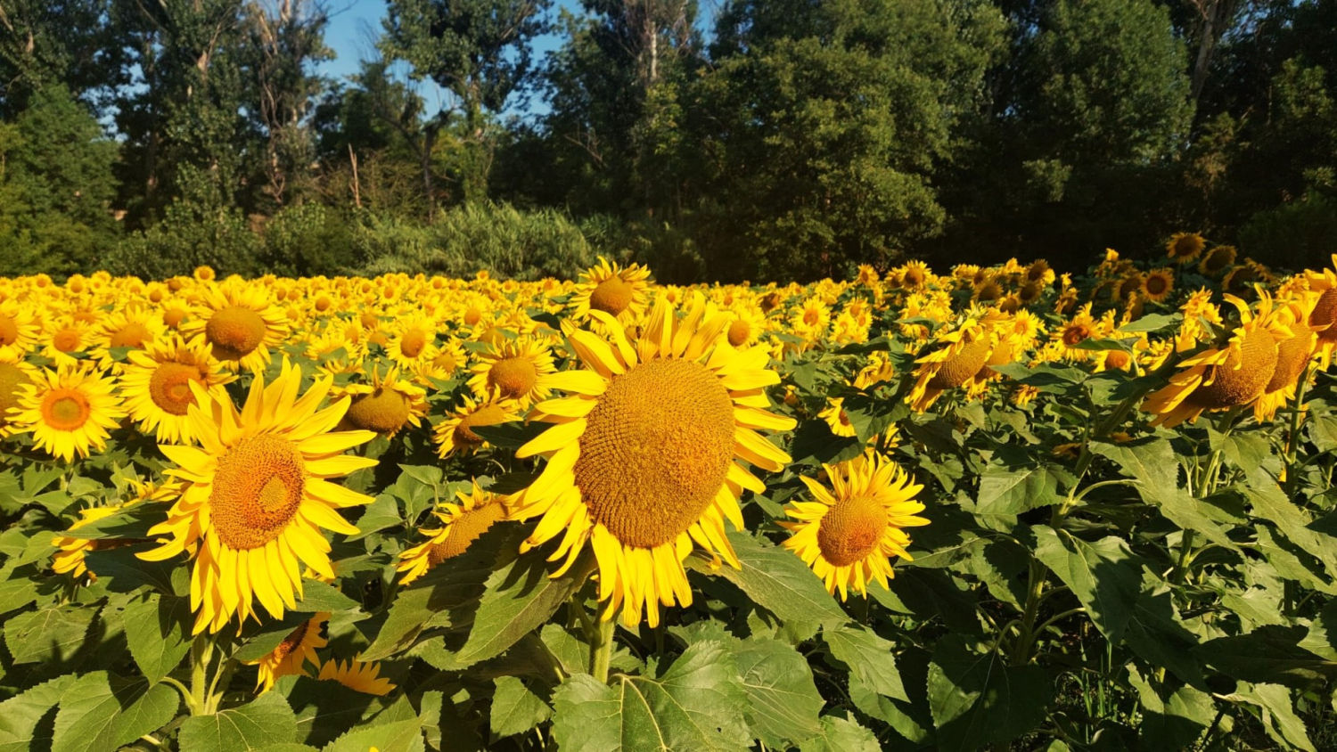 Girasoles en verano en Manlleu.