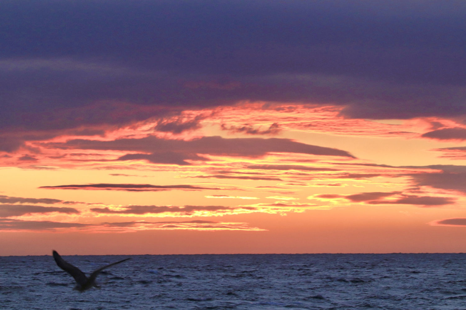 Una gaviota volando en la albada de Begur.
