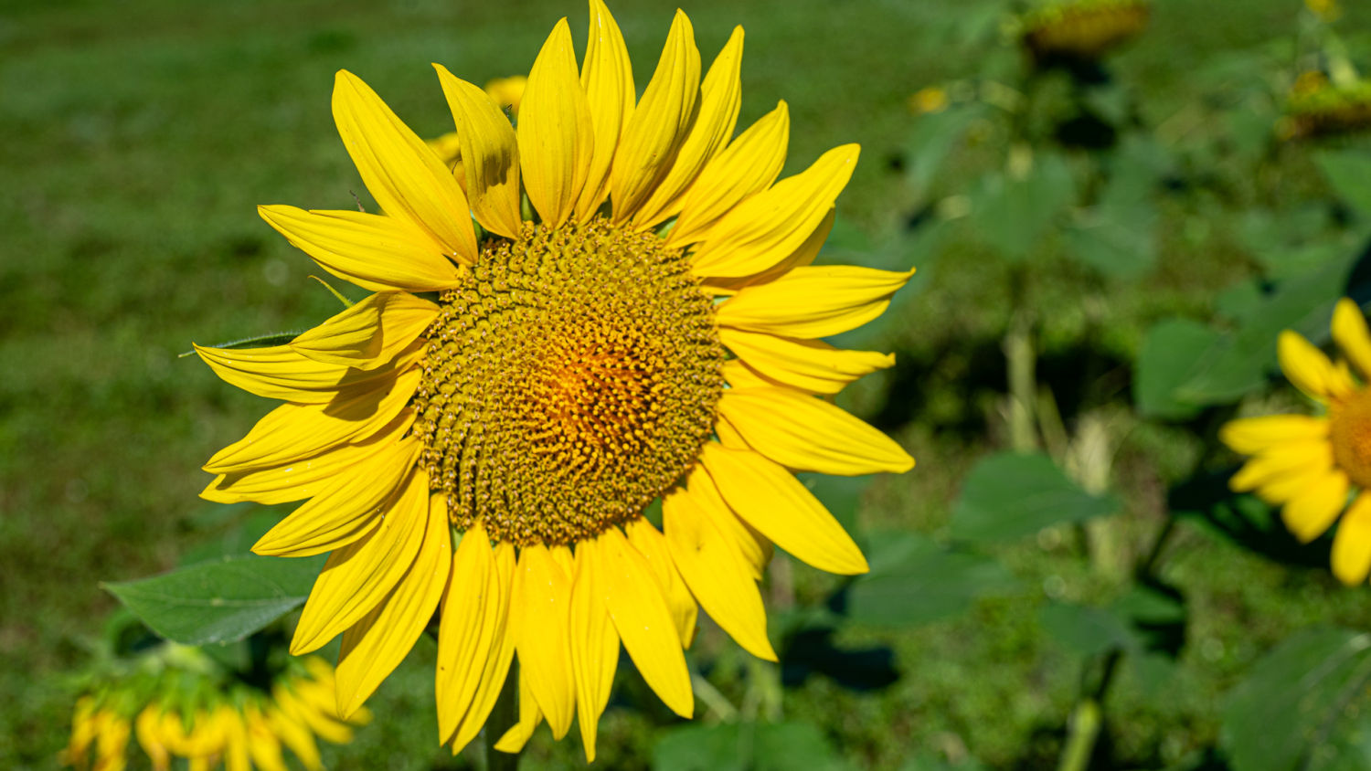 Radiante girasol en Manlleu, Osona.