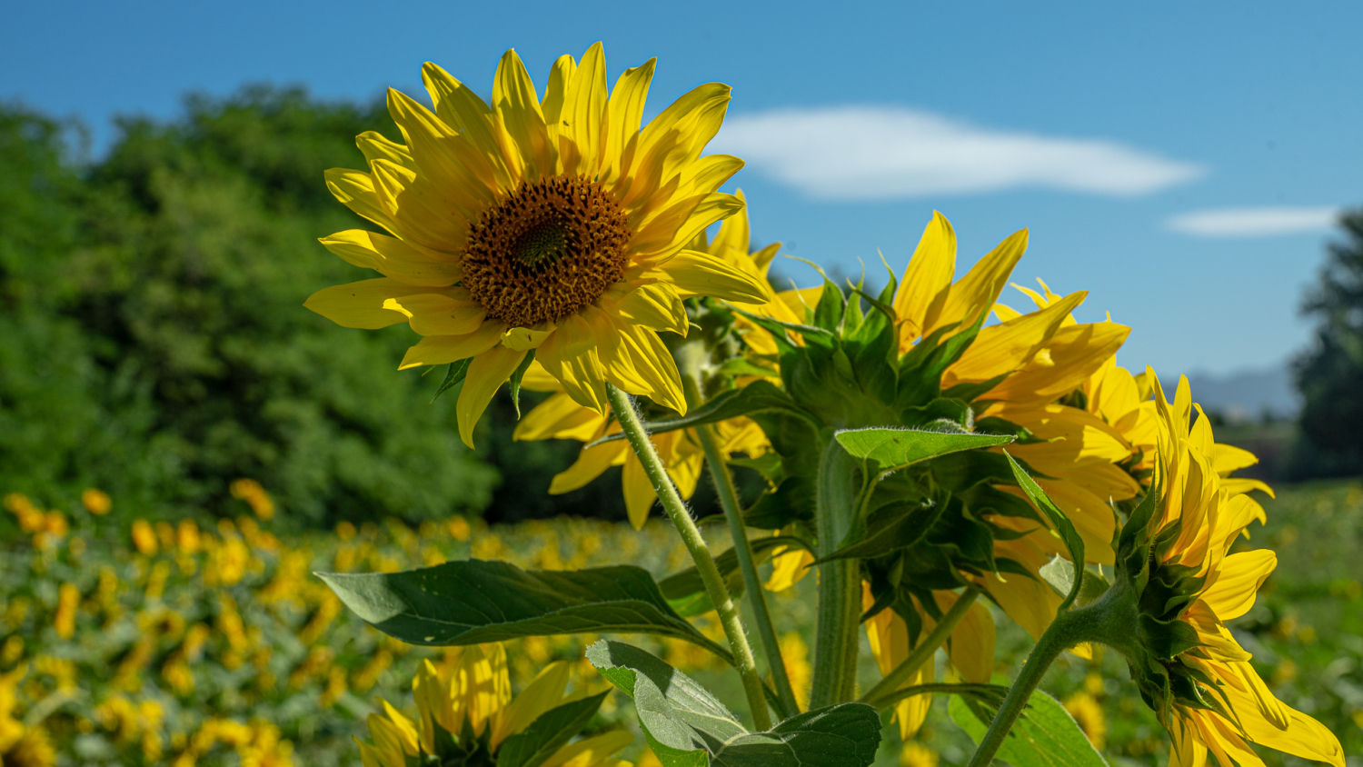 Girasoles en el campo.