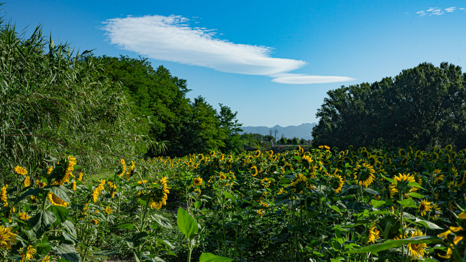 Un campo lleno de girasoles.