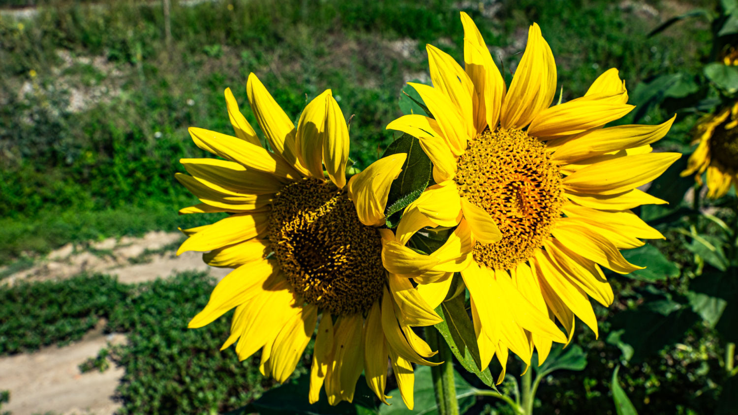 Un par de girasoles abiertos.