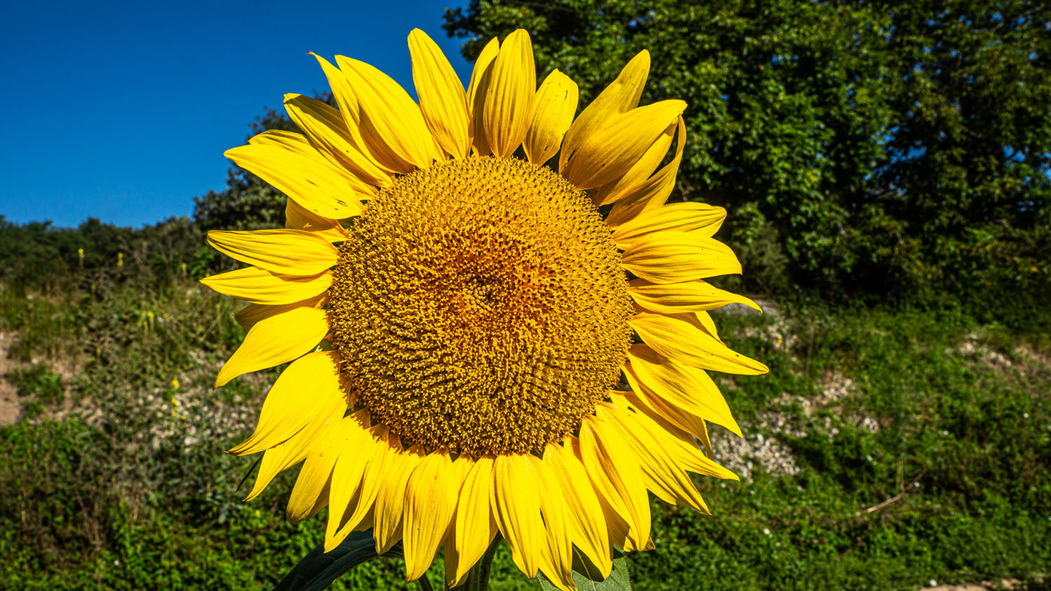 Brillante y abierto girasol en Manlleu.