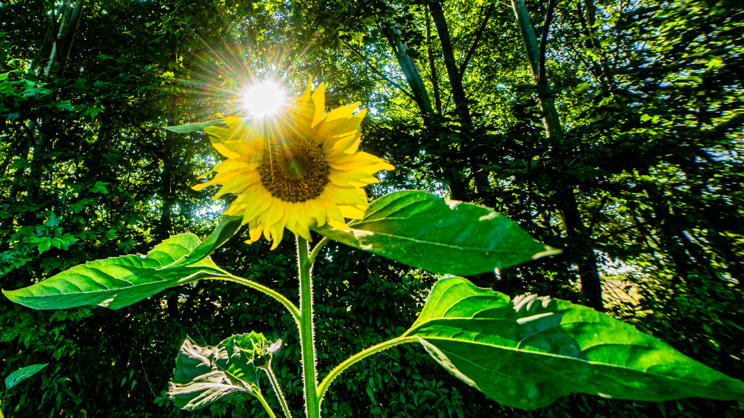 Imagen de un girasol con el sol por detrás.