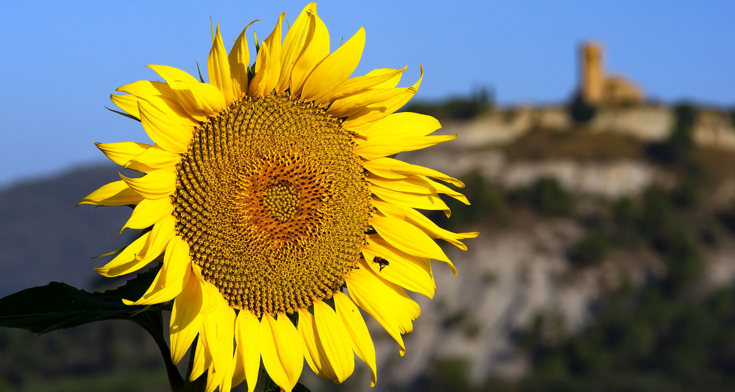 Girasol con una abeja en Osona.