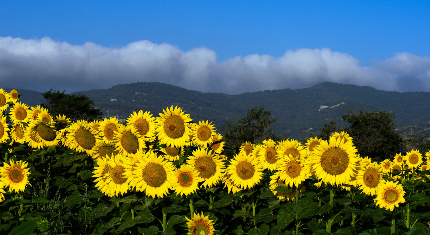 Girasoles iluminados por el sol.
