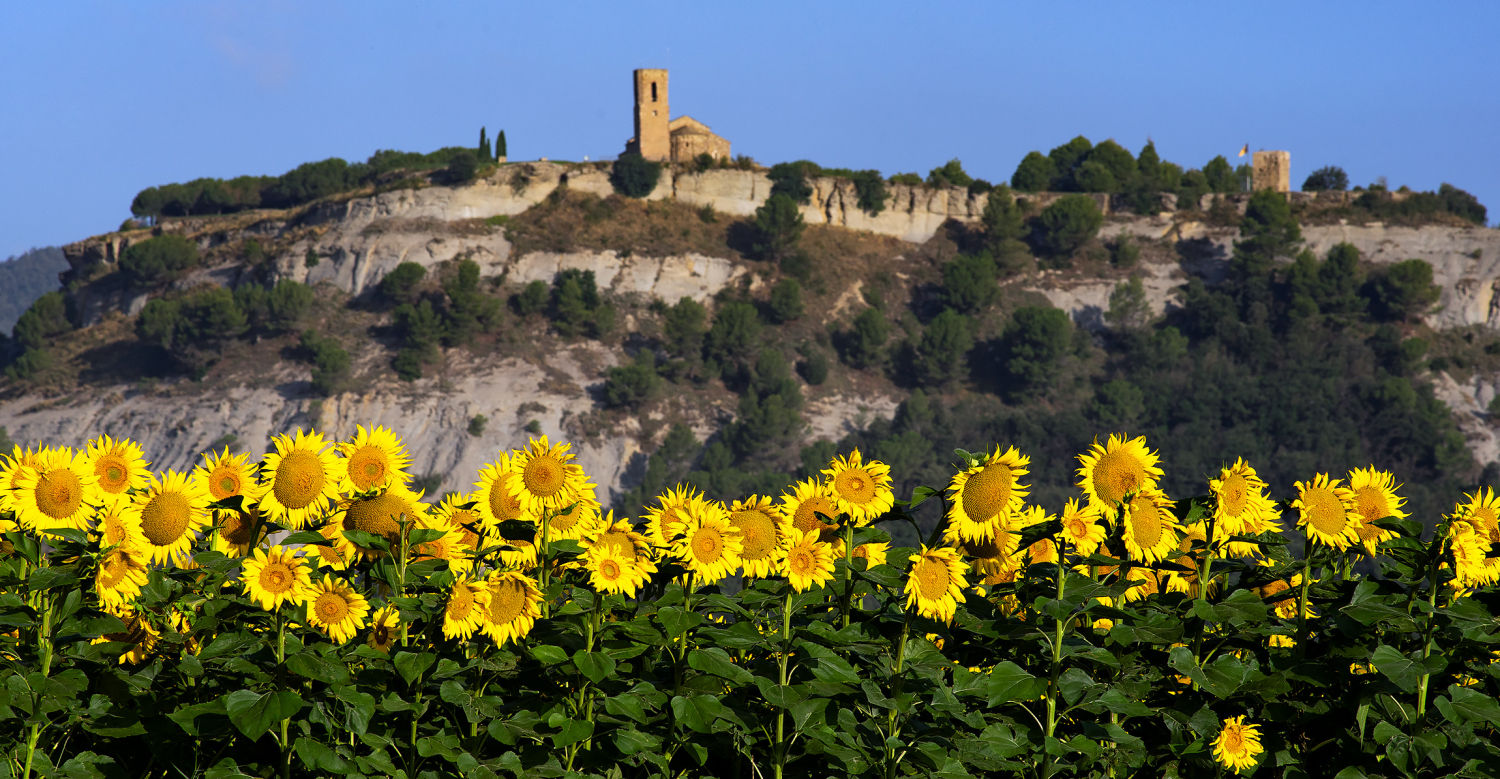 Girasoles con la iglesia de Sant Andreu de fondo.