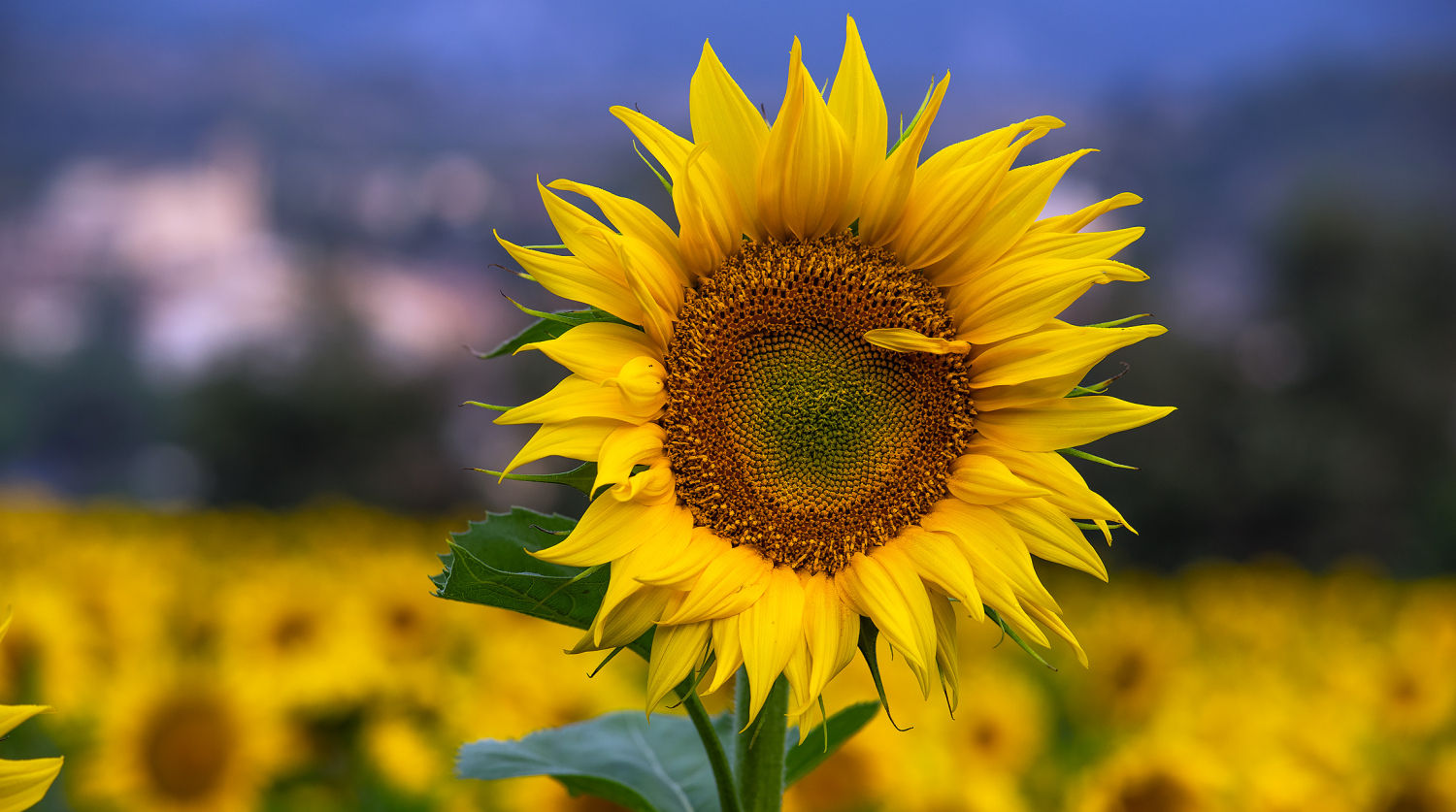 Gran girasol en el campo.