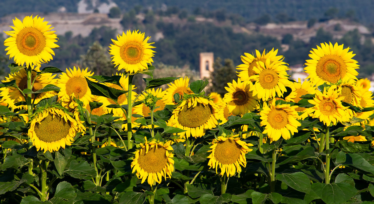 Campo de girasoles en verano.