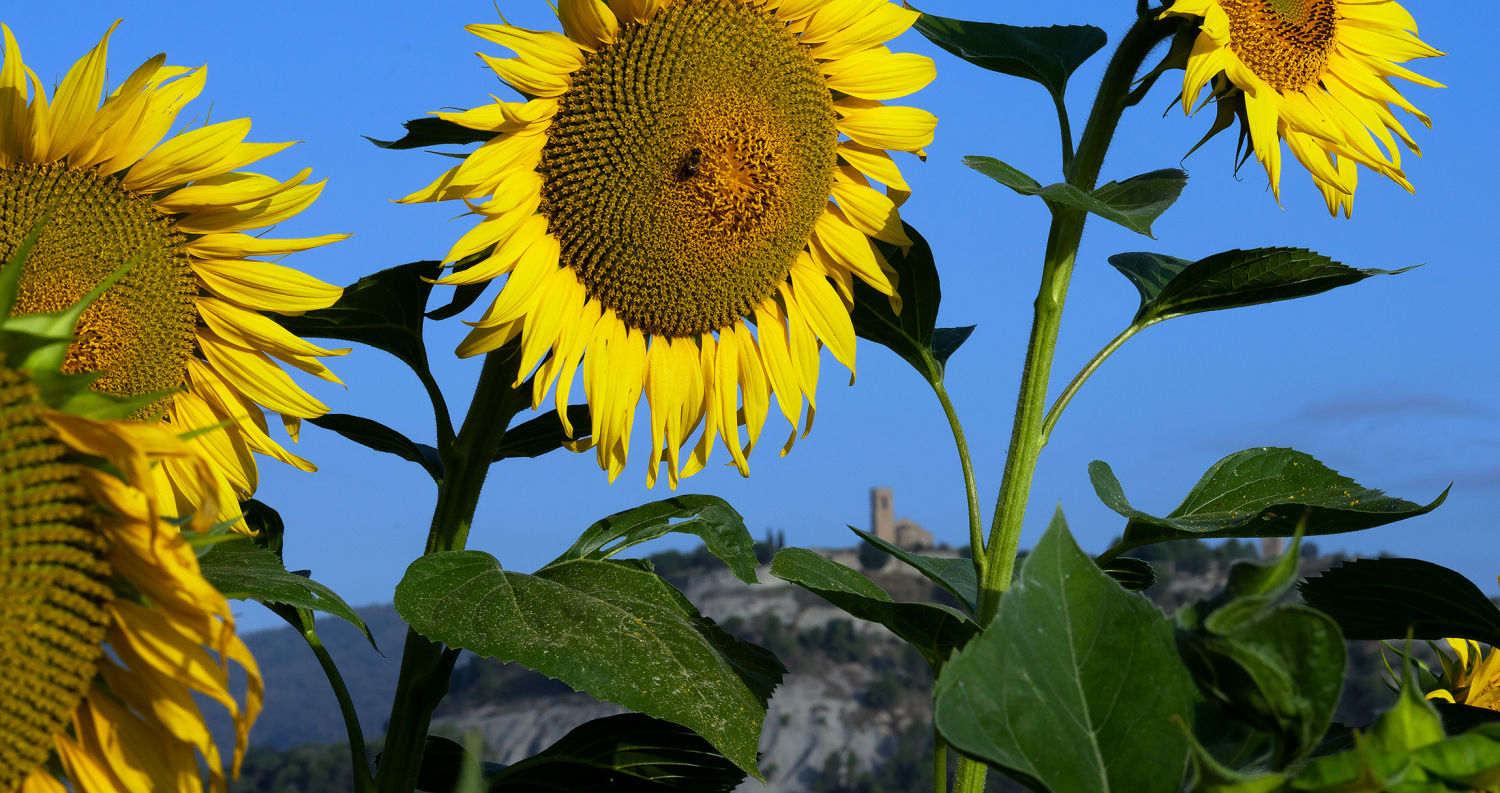 Girasoles en la comarca de Osona.