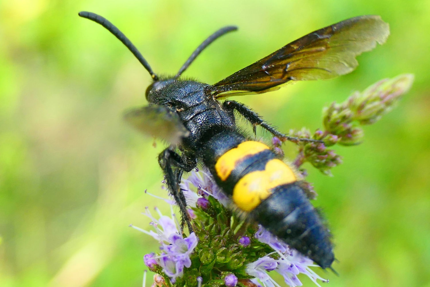 La gigantesca avispa mamut echa a volar.