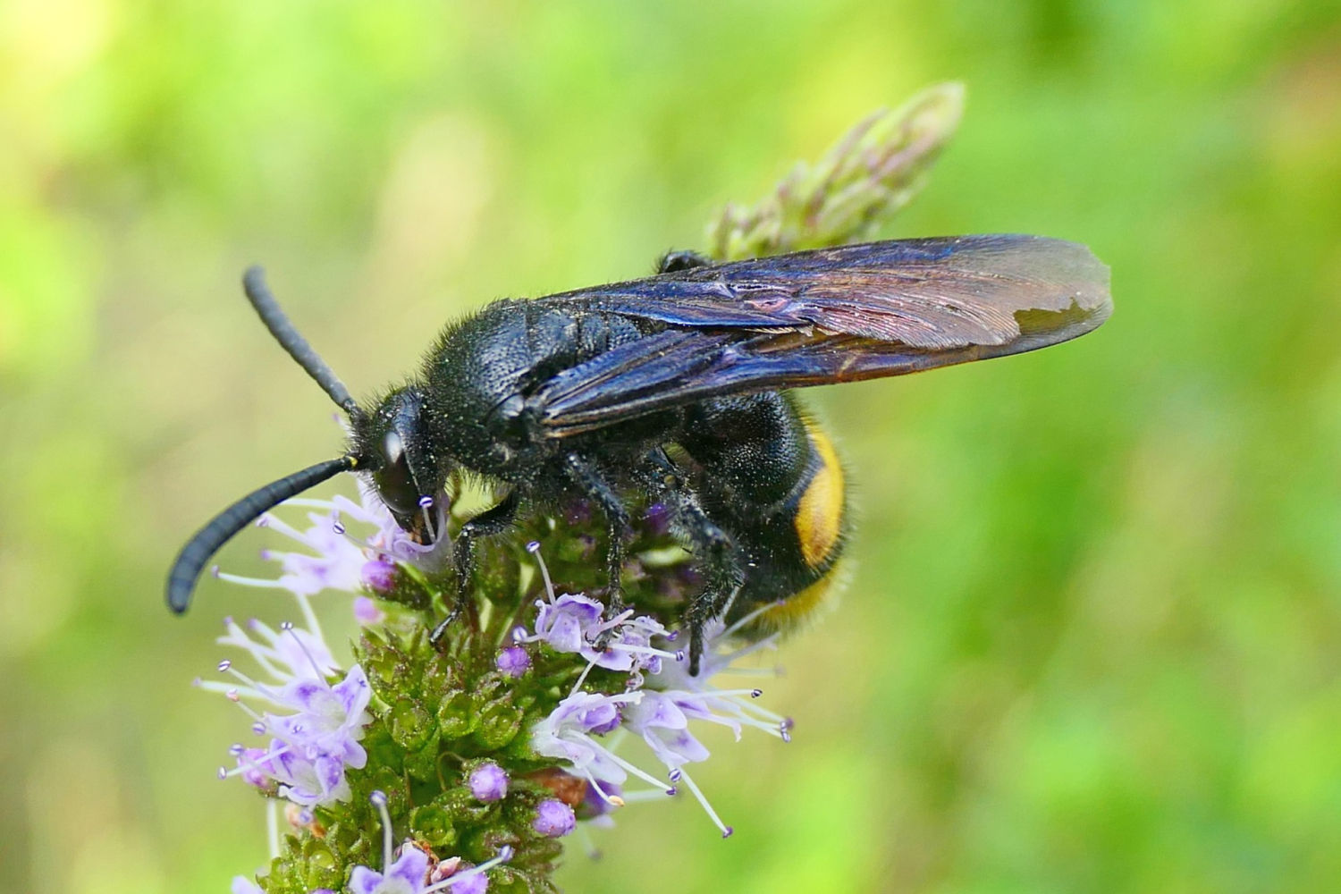 El característico color negro de la avispa mamut.