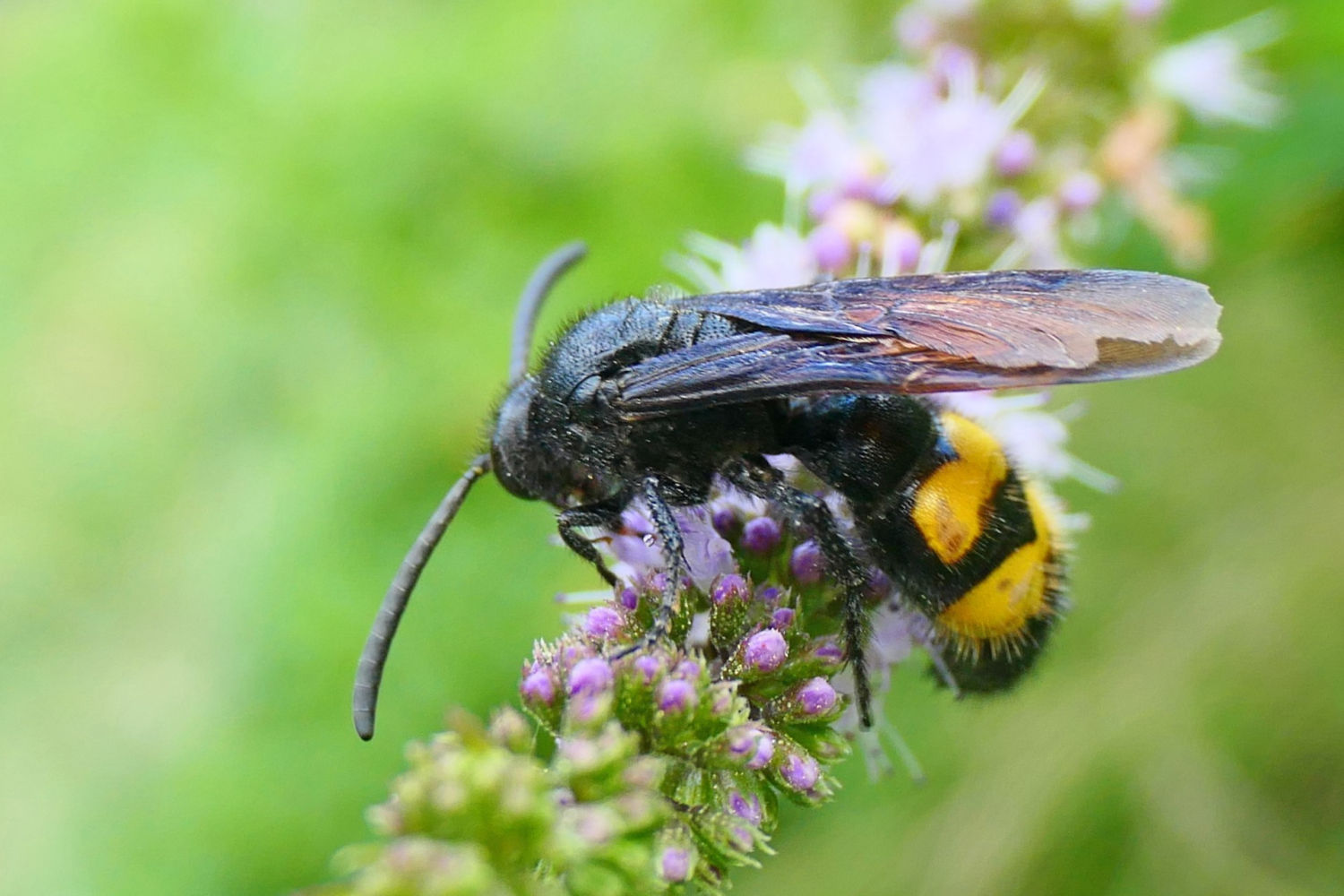 La parte inferior de color amarillo de la avispa mamut.