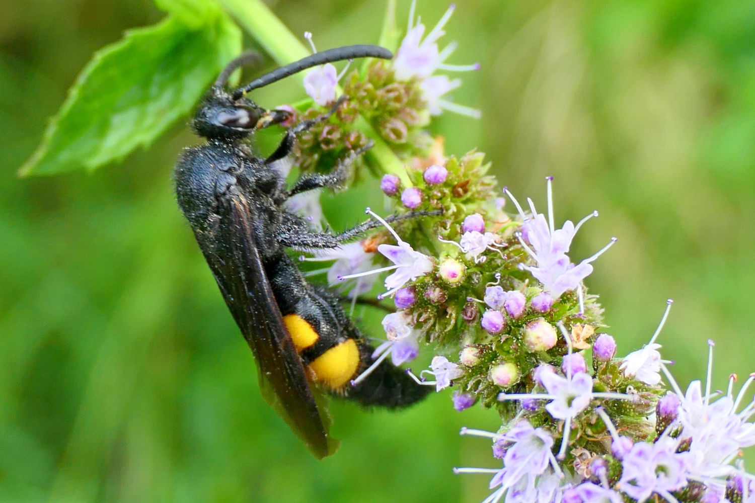 La gigantesca avispa mamut polinizando.