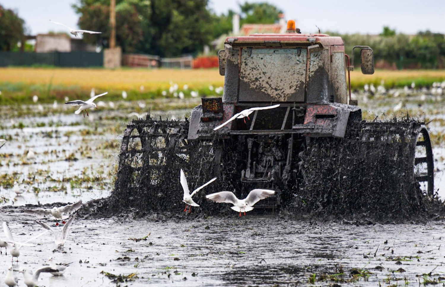 Aves buscando comida alrededor del tractor en un arrozal del Delta del Ebro.
