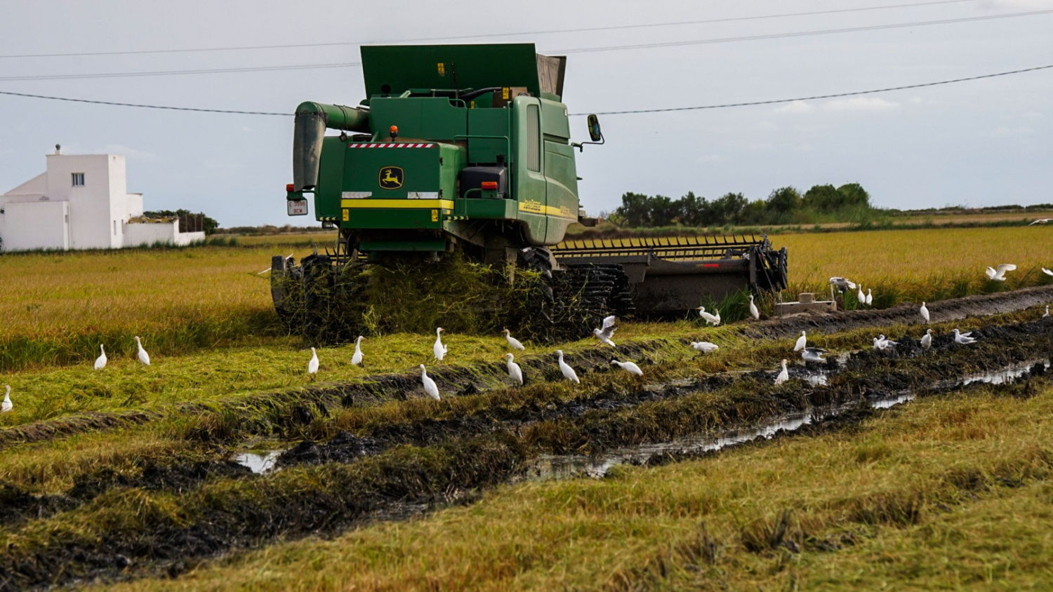 Pájaros en plena cosecha en el arrozal del Delta del Ebro.