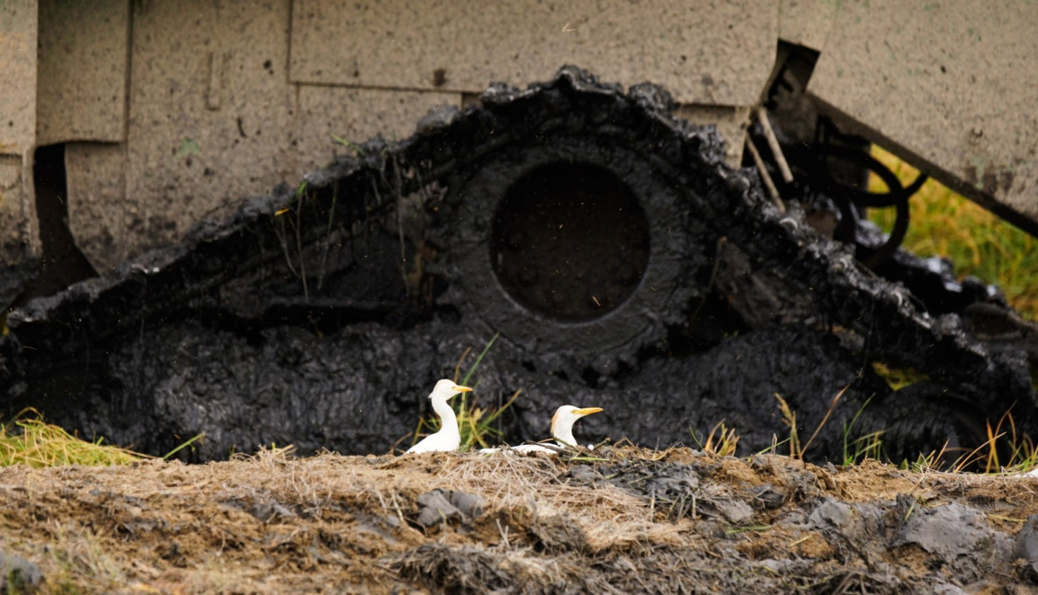 Aves asomándose en el arrozal.