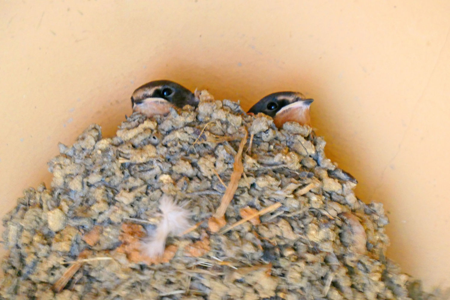 Crías de golondrina en el nido del foco de luz.