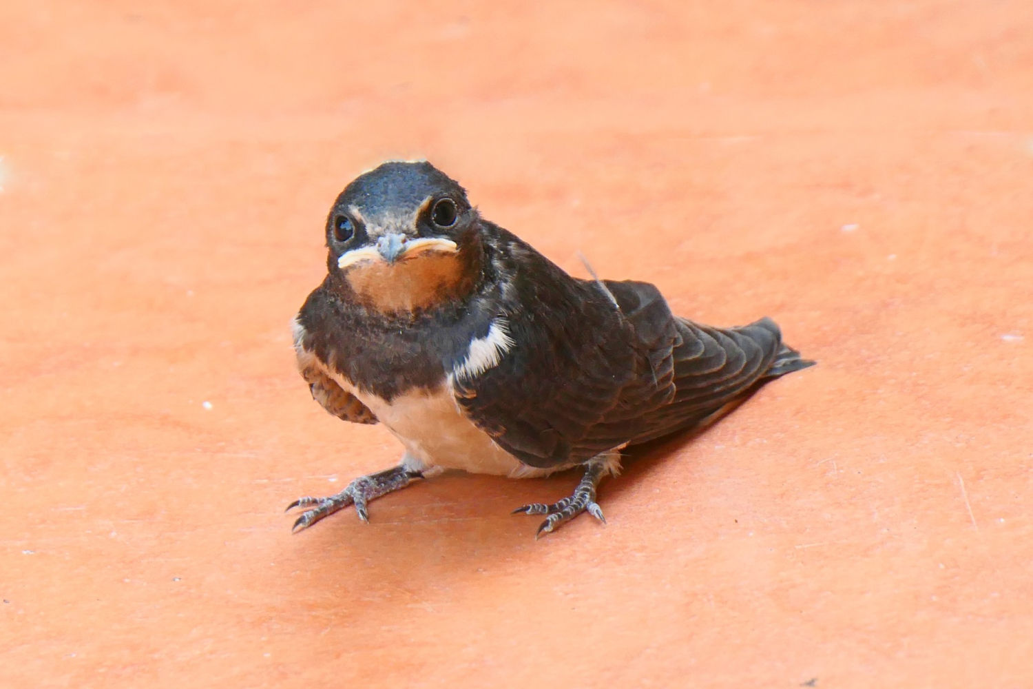 Cría de golondrina ya fuera del nido.
