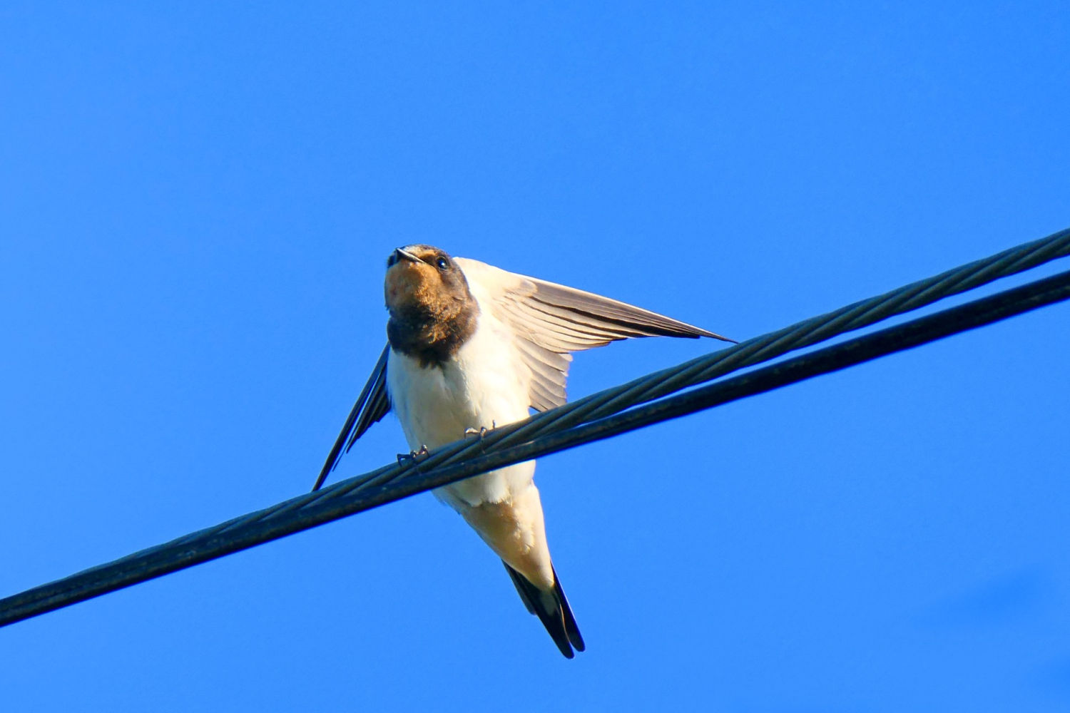 Golondrina a punto de volar.