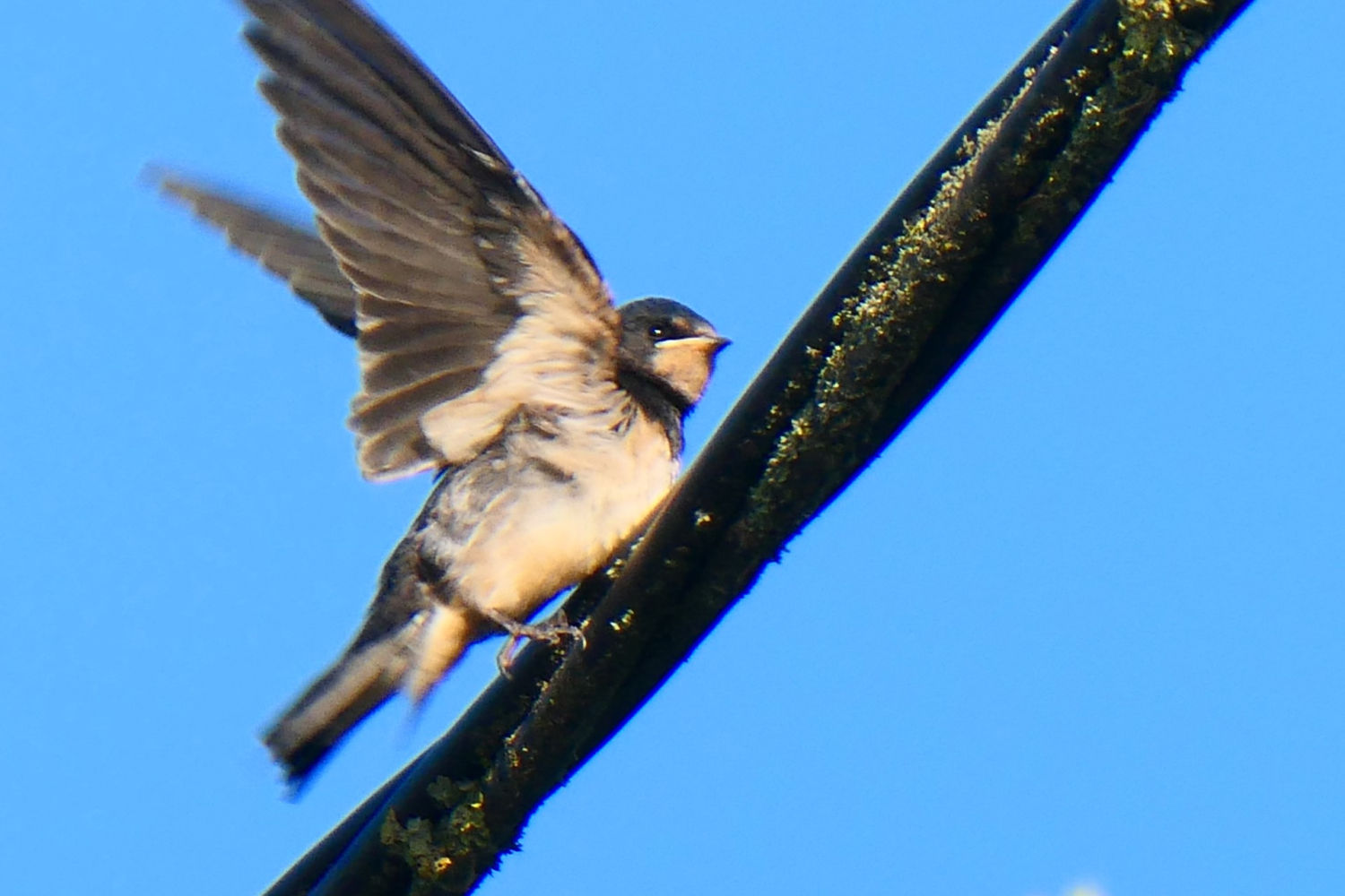 Golondrina echando a volar.