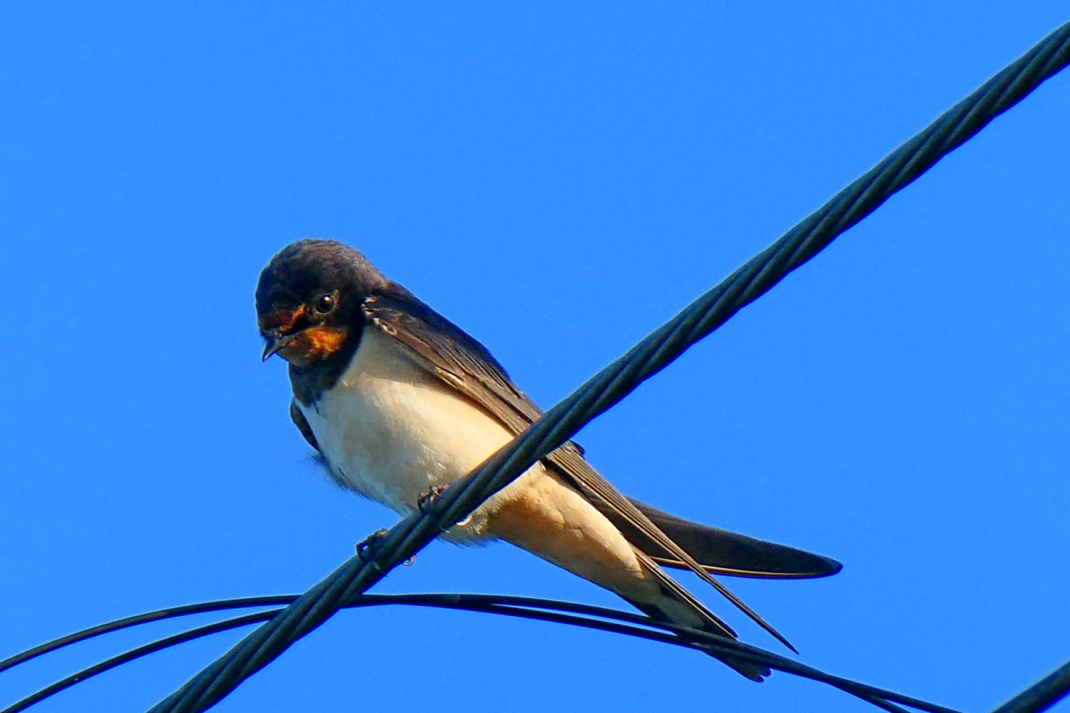 Golondrina ya adulta.
