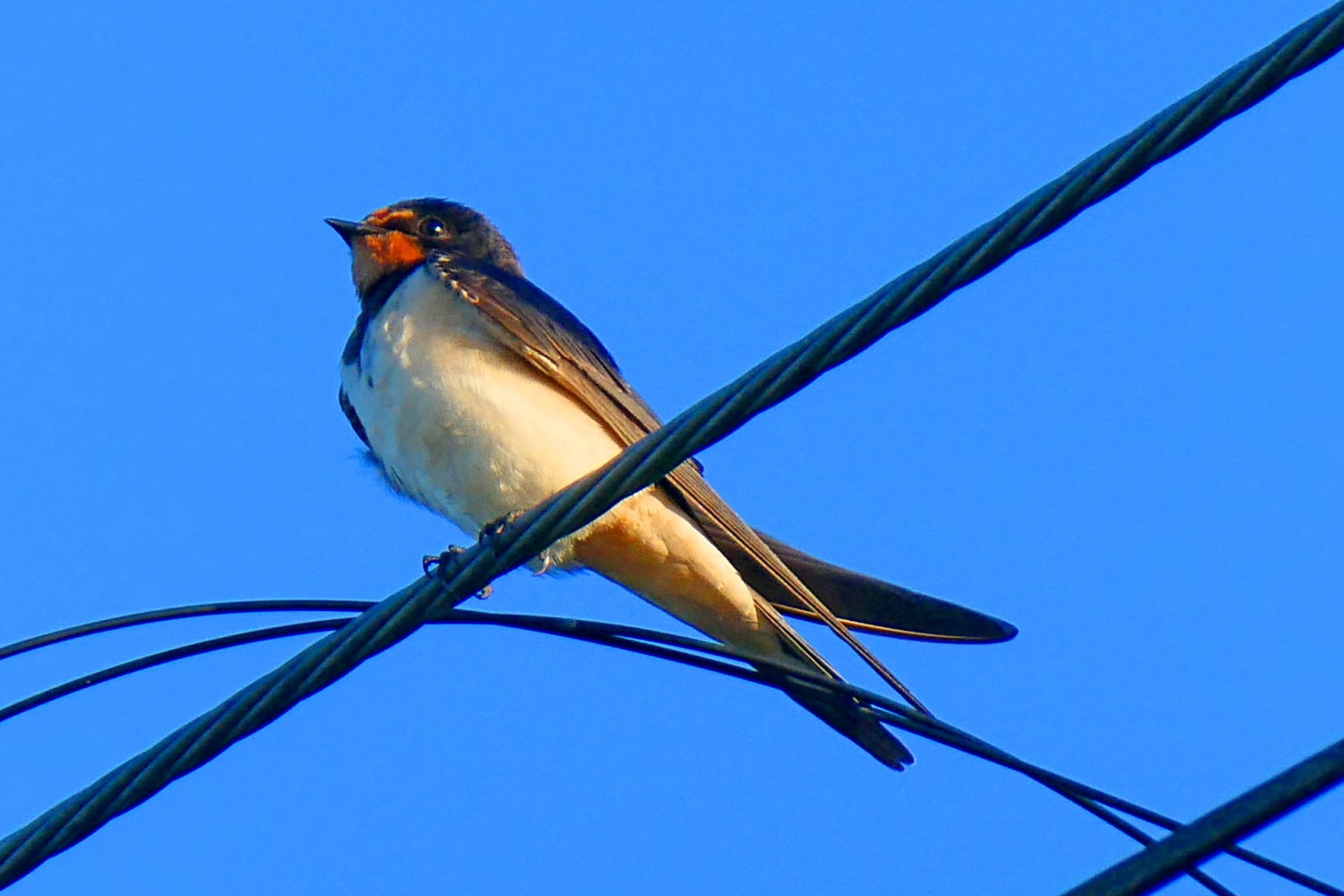 Golondrina ya adulta posada en un cable.