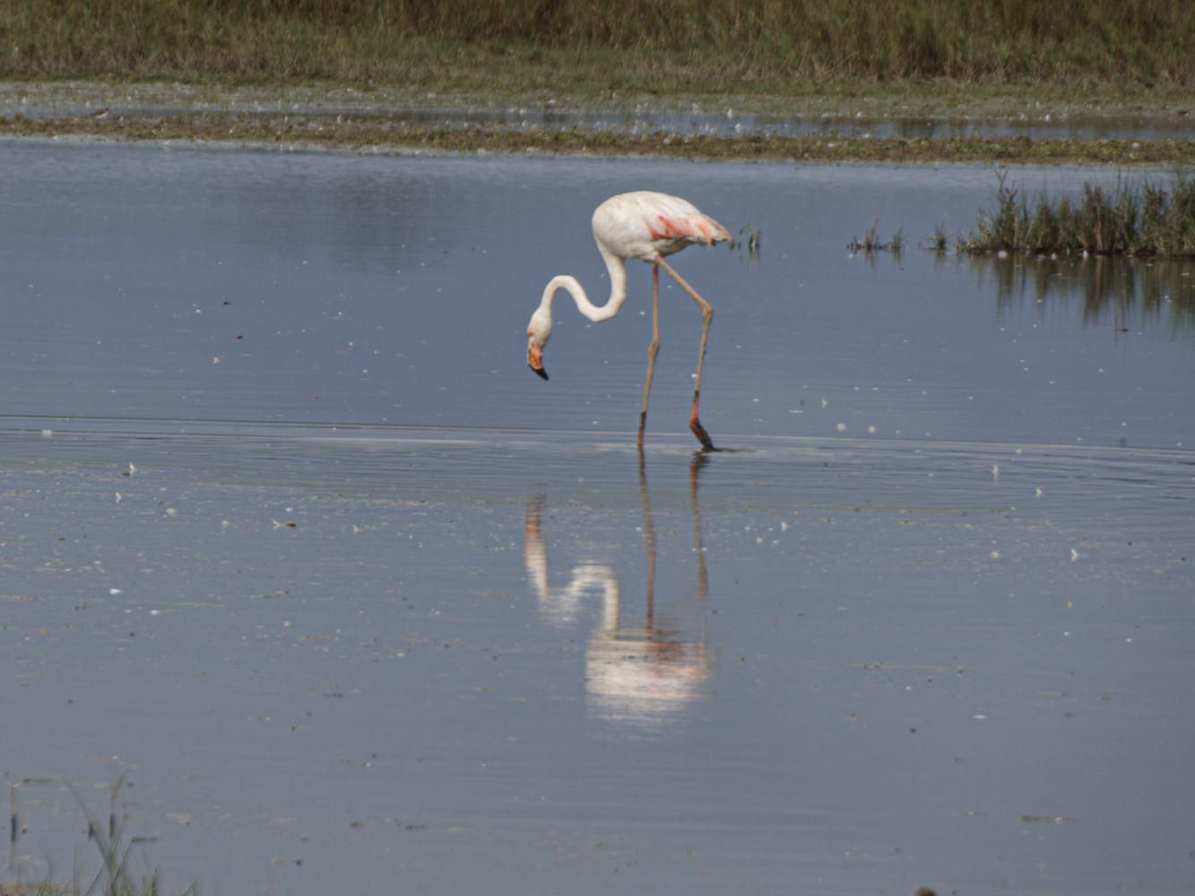 Flamenco con su reflejo.