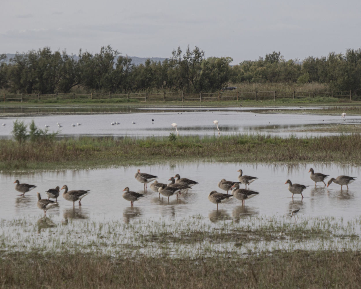 Un grupo de gansos en los Aiguamolls del Empordà.