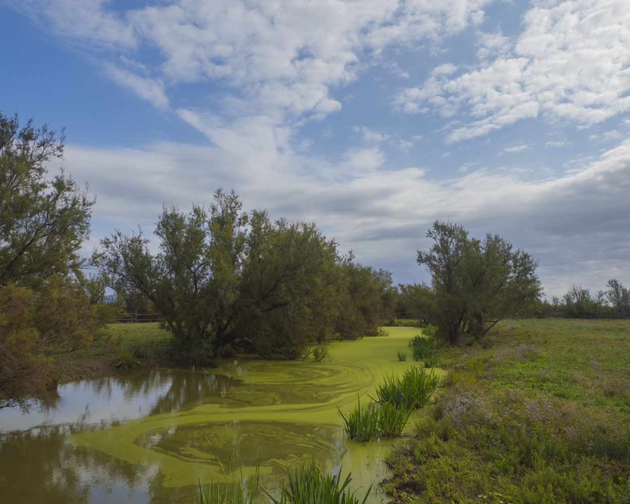 Paisaje de los Aiguamolls del Empordà.