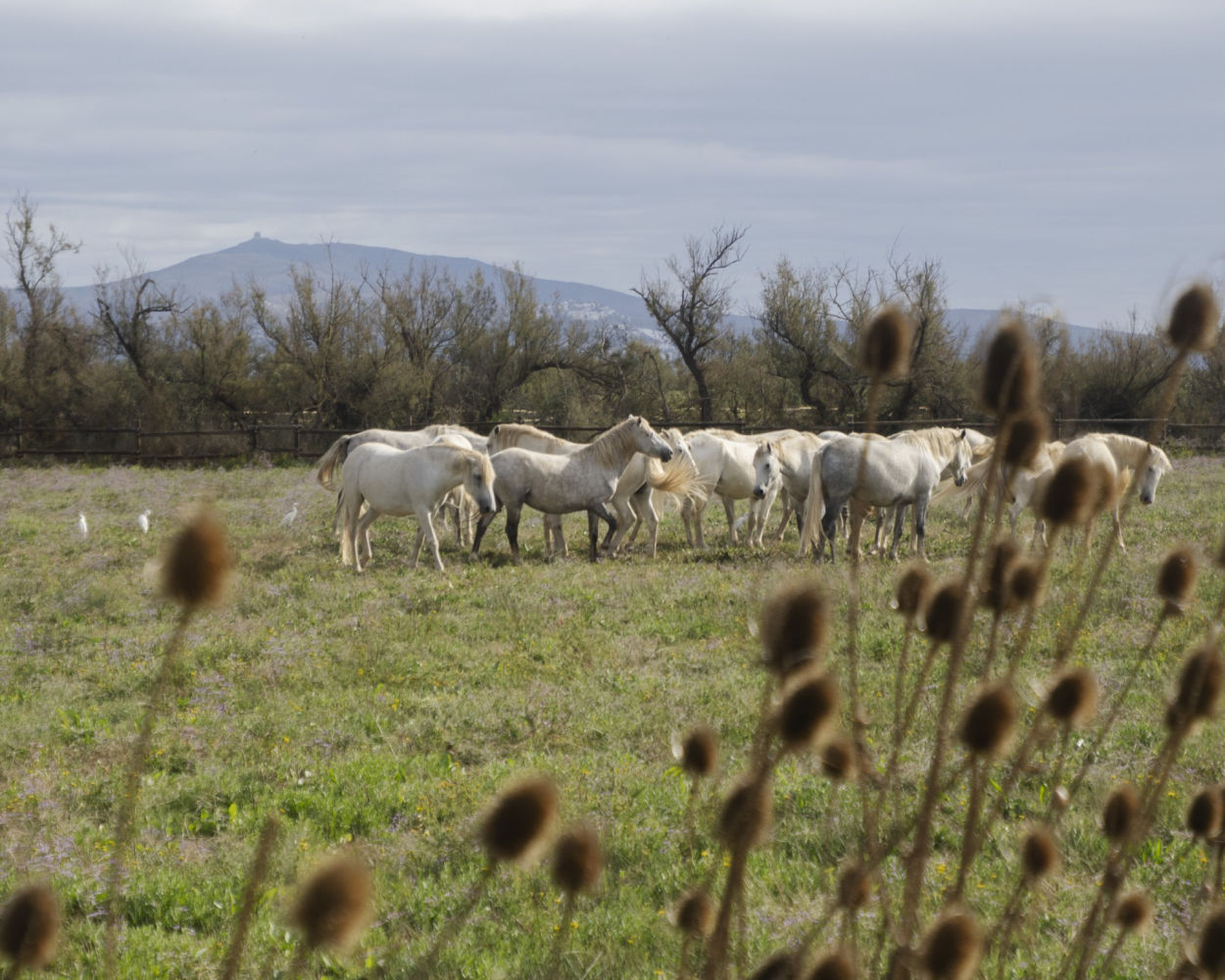 Caballos en los Aiguamolls del Empordà.