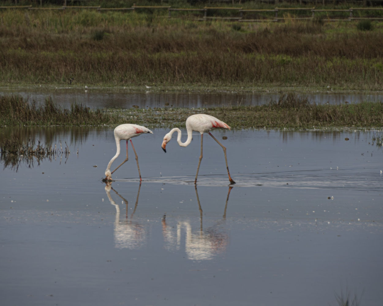 Pareja de flamencos en los Aiguamolls del Empordà.