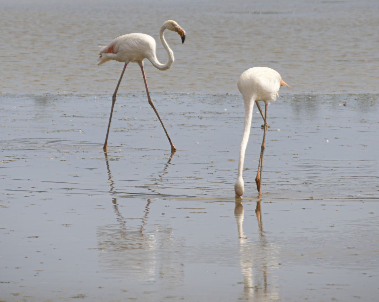 Flamencos en los Aiguamolls del Empordà.