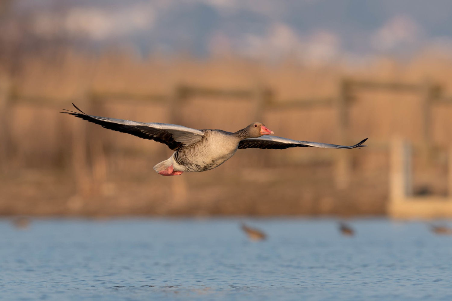 Ánsar Común (Anser anser) en vuelo sobre el agua.