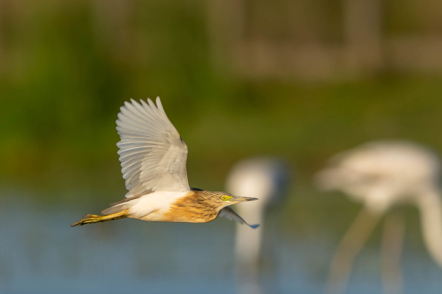 Garcilla cangrejera (Ardeola ralloides) en vuelo.