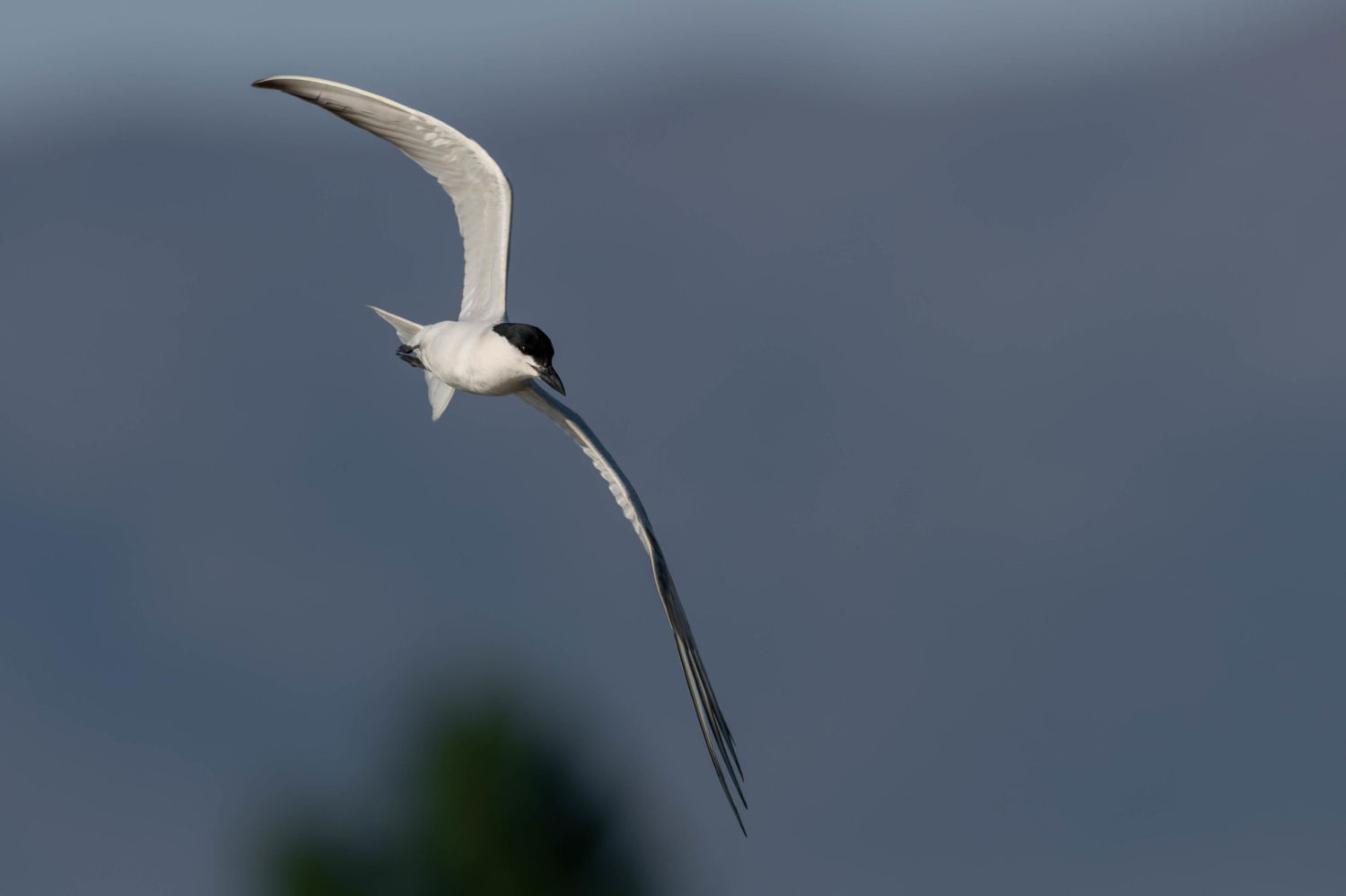 Pagaza piconegra (Gelochelidon nilotica) en vuelo.