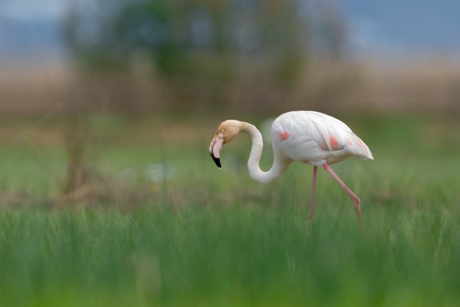 Flamenco común en els Estanys del Matà.