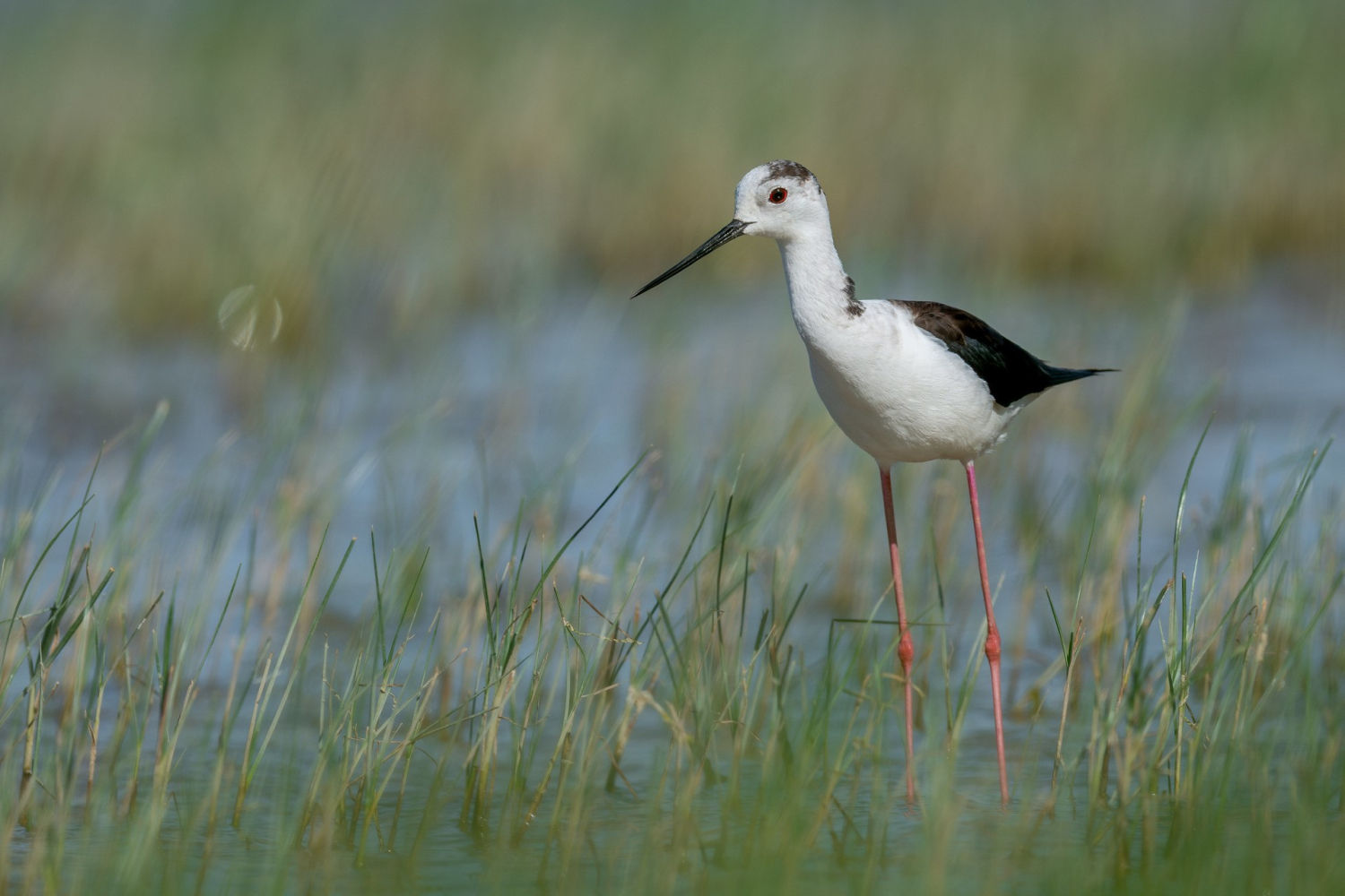 Cigüeñuela común en els Estanys del Matà.