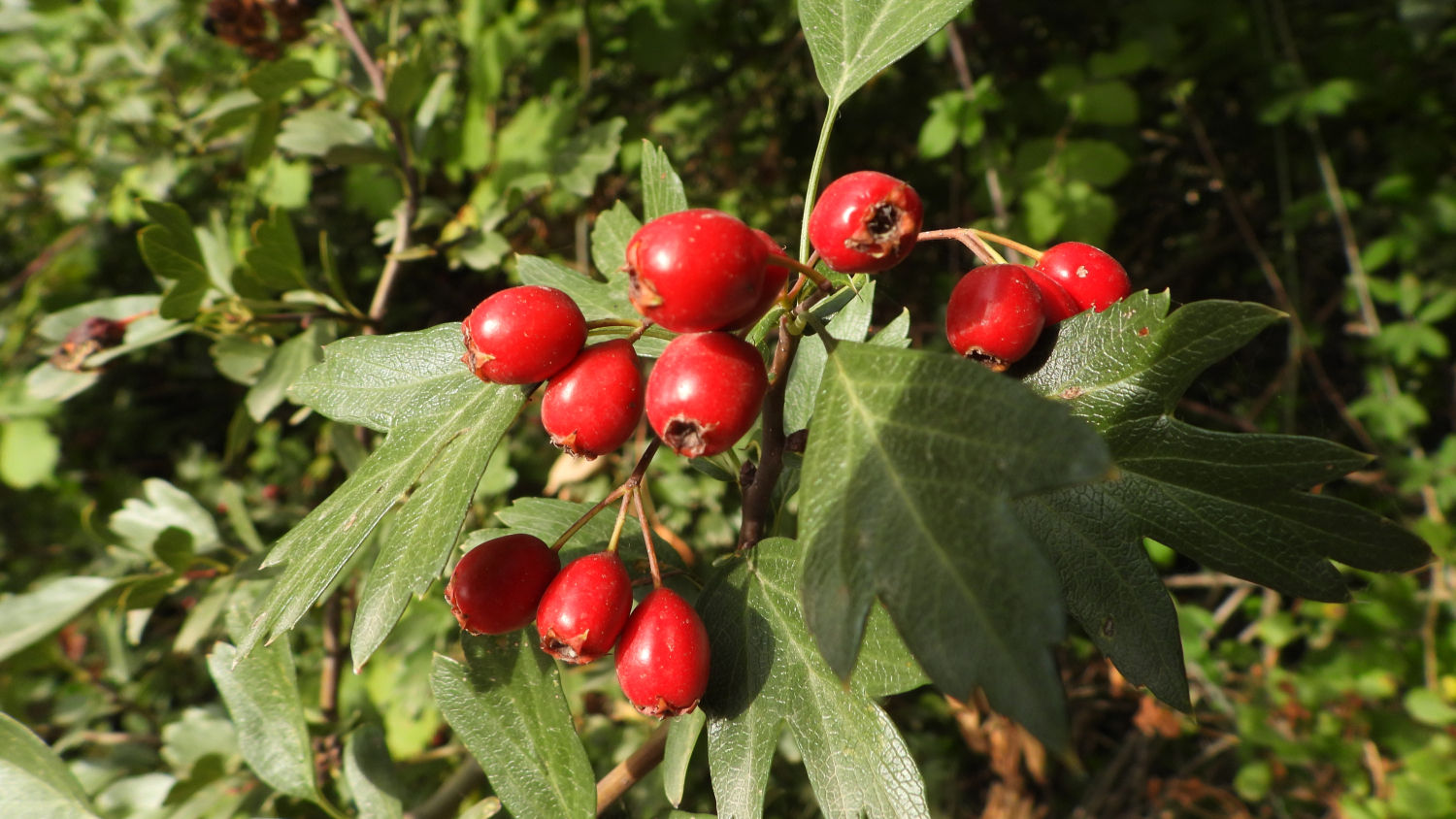 El vistoso acerolo (Crataegus azarolus).