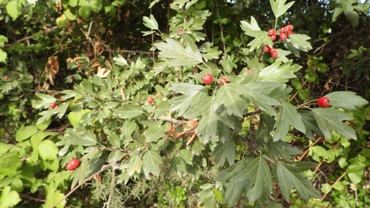 El acerolo (Crataegus azarolus) a las puertas del otoño.