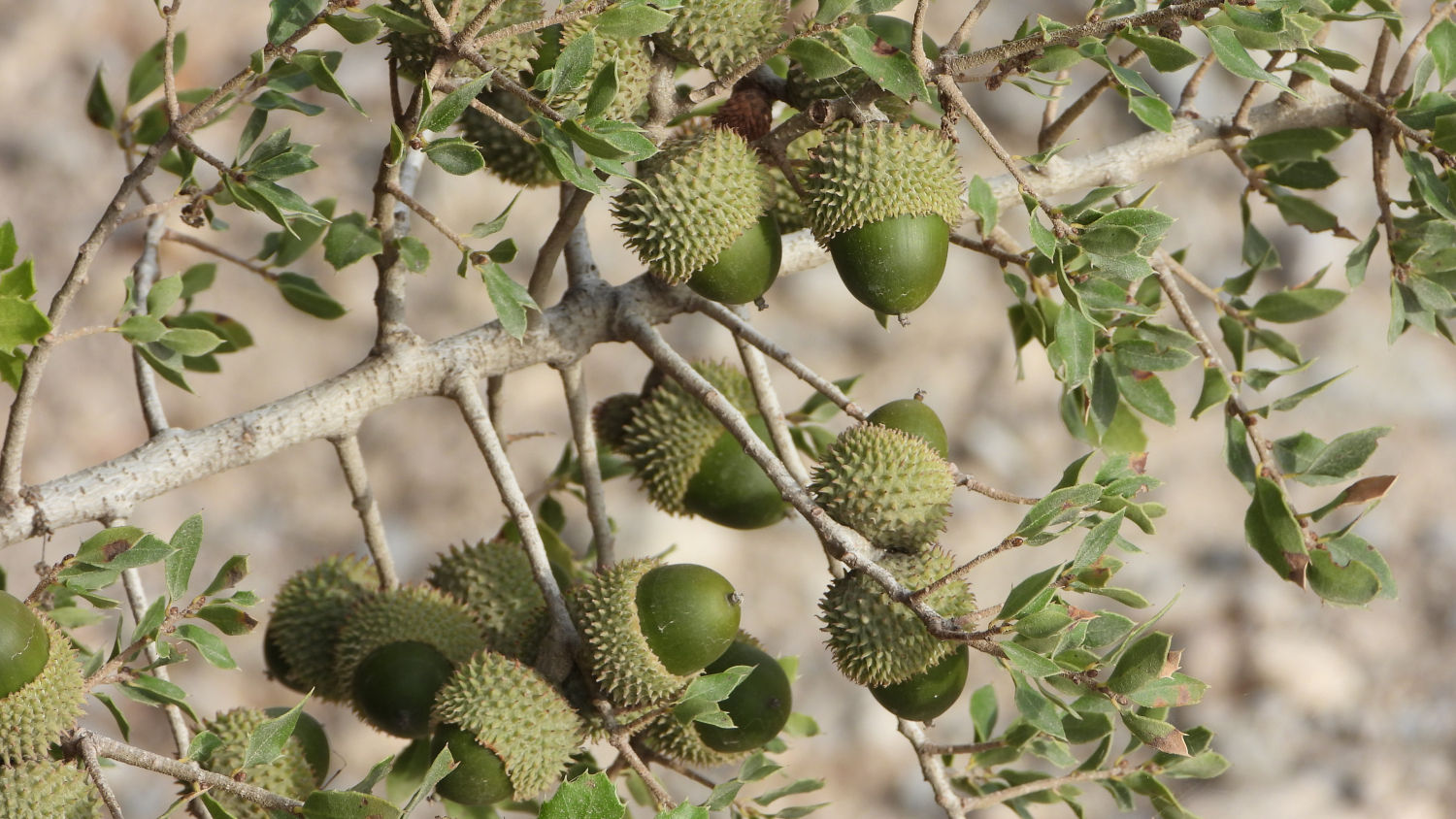 Frutos de la carrasca (Quercus rotundifolia).