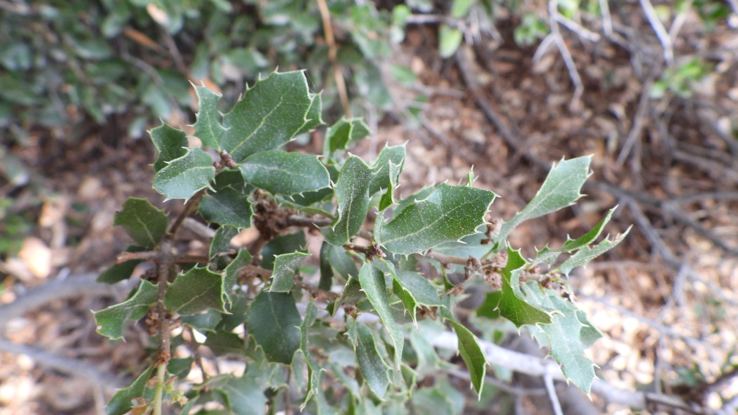 Hojas de la carrasca (Quercus rotundifolia).