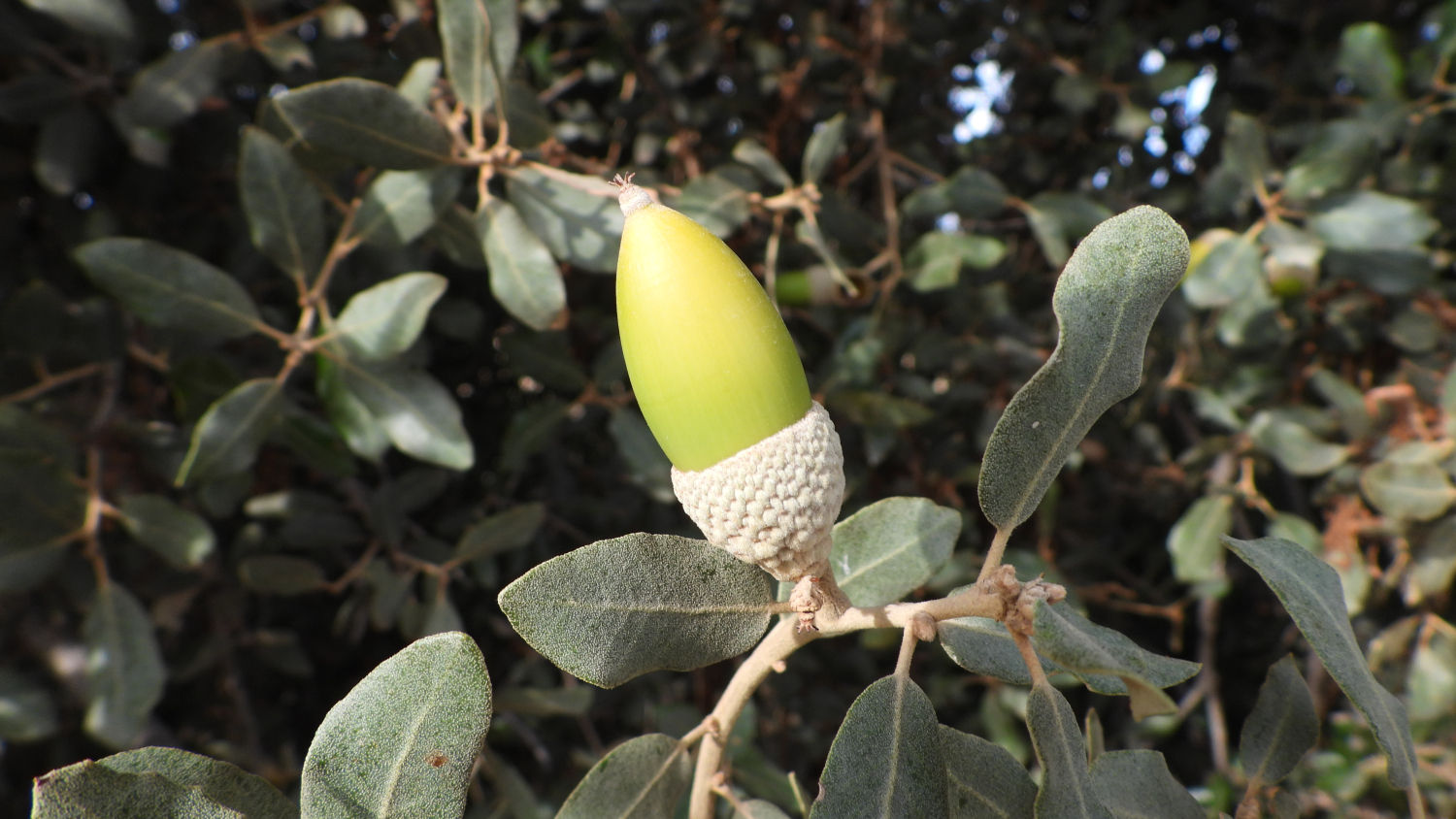 La bellota se asoma en la encina.