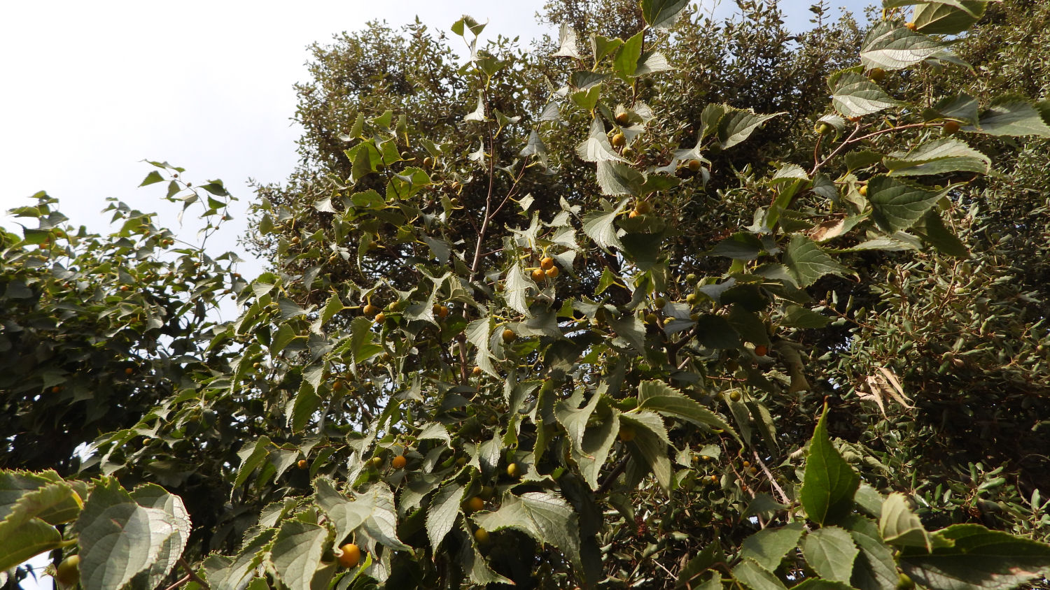 El almez se viste de otoño.