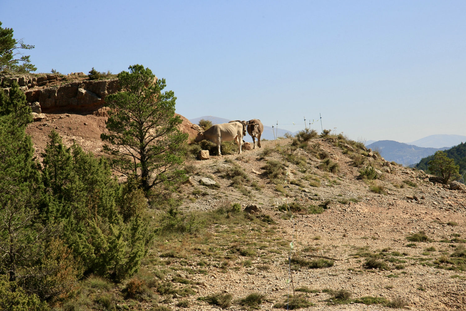 Vacas en el paso de montaña.