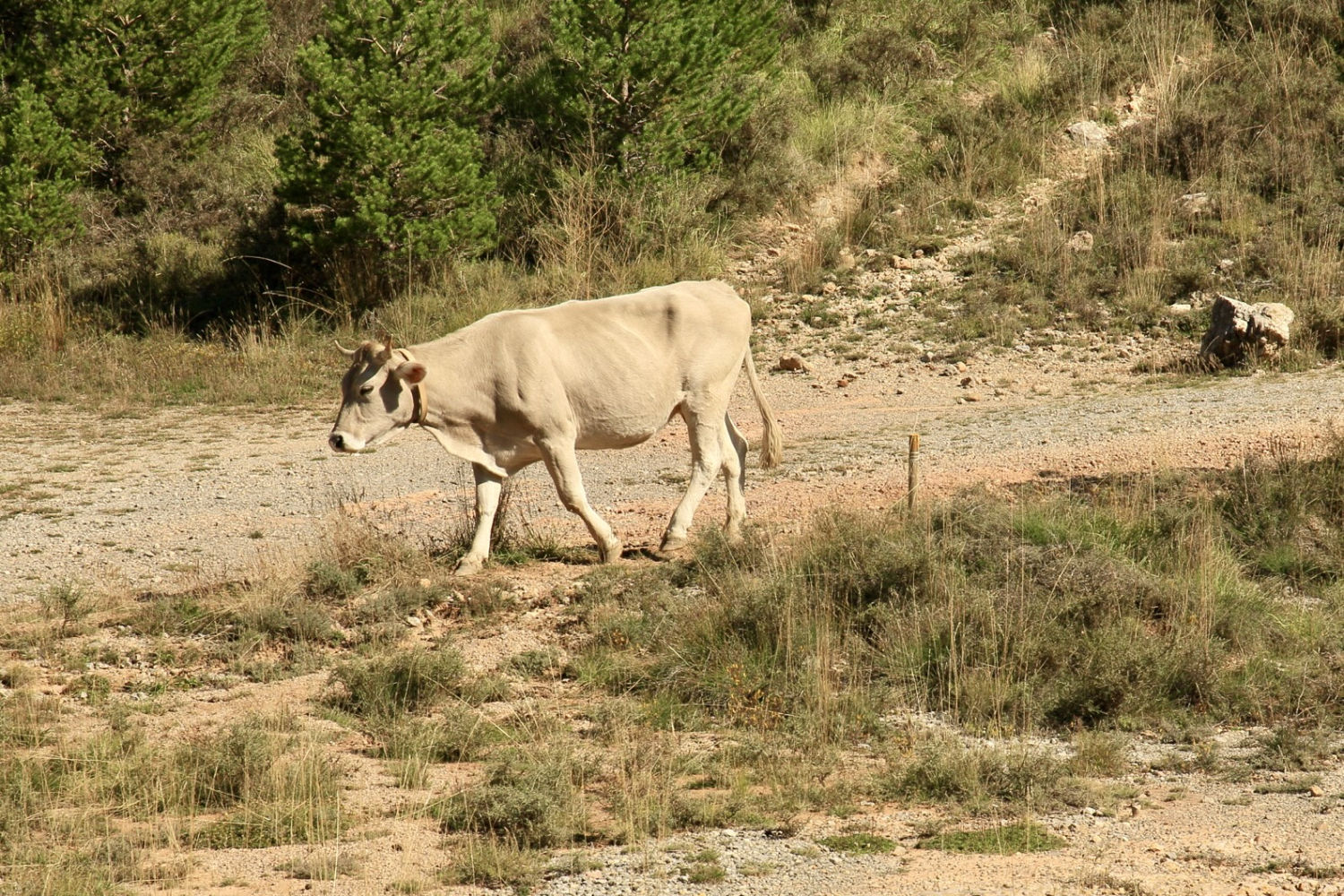 Vaca en pleno viaje de trashumancia.