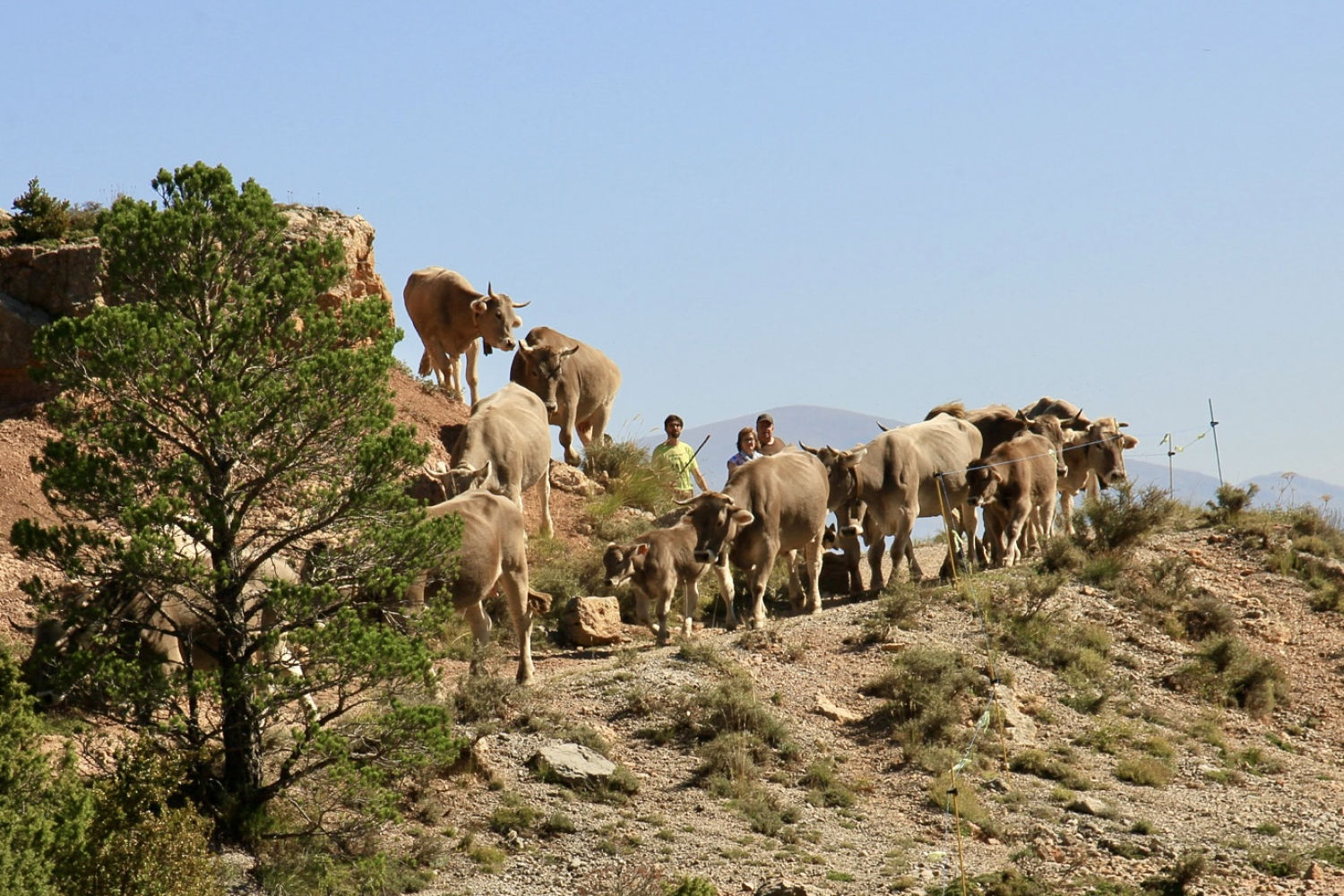 Trashumancia en el Berguedà.