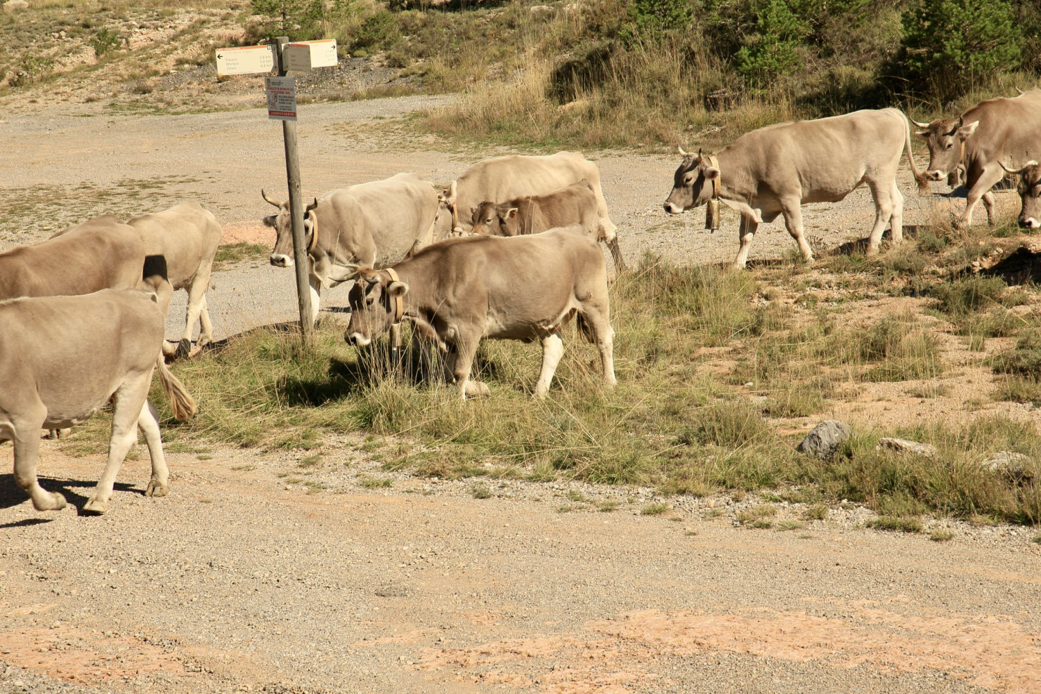 Vacas en plena trashumancia.